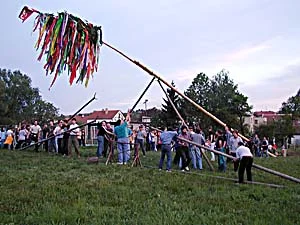 Lidé táhnou za lano staročeského svátku s ozdobeným sloupem.